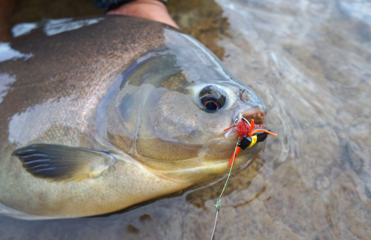 Pez de agua dulce con mosca