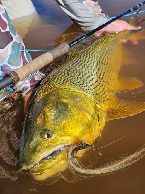 Dorado con mosca